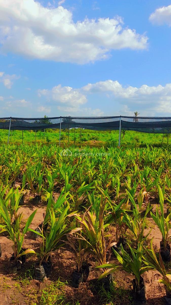 Acres & Hectares of Plantain and Palm Oil Farmlands at Iseyin Ibadan, Iseyin, Ibadan, Oyo, Land for Sale