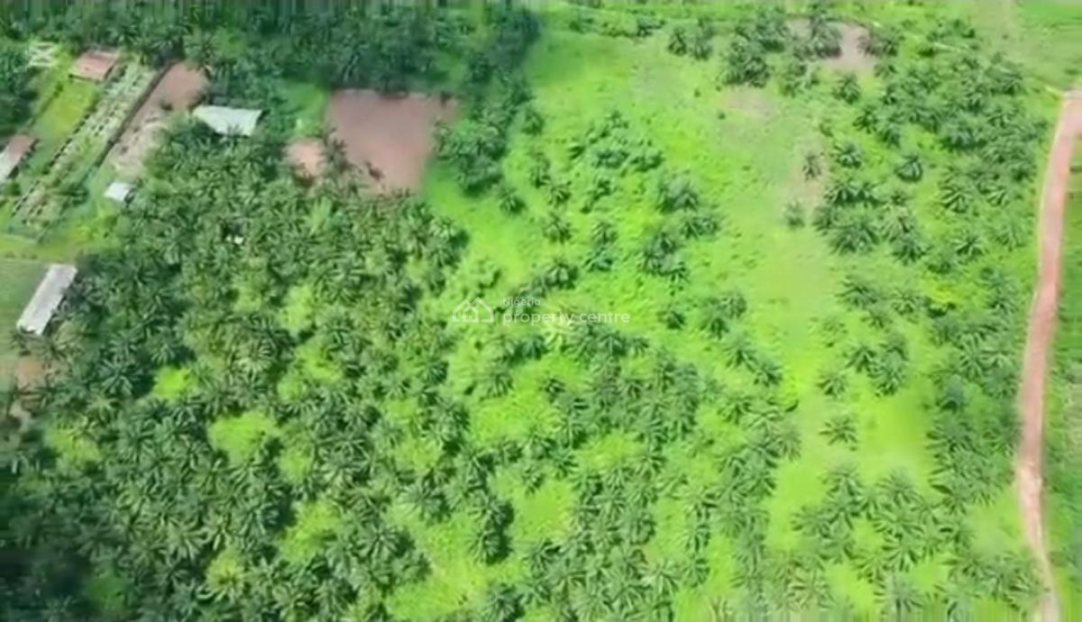 82.817 Acres Has 60,000  Tree Which Is Used in Producing Palm Oil., Agbara-igbesa, Lagos, Commercial Land for Sale