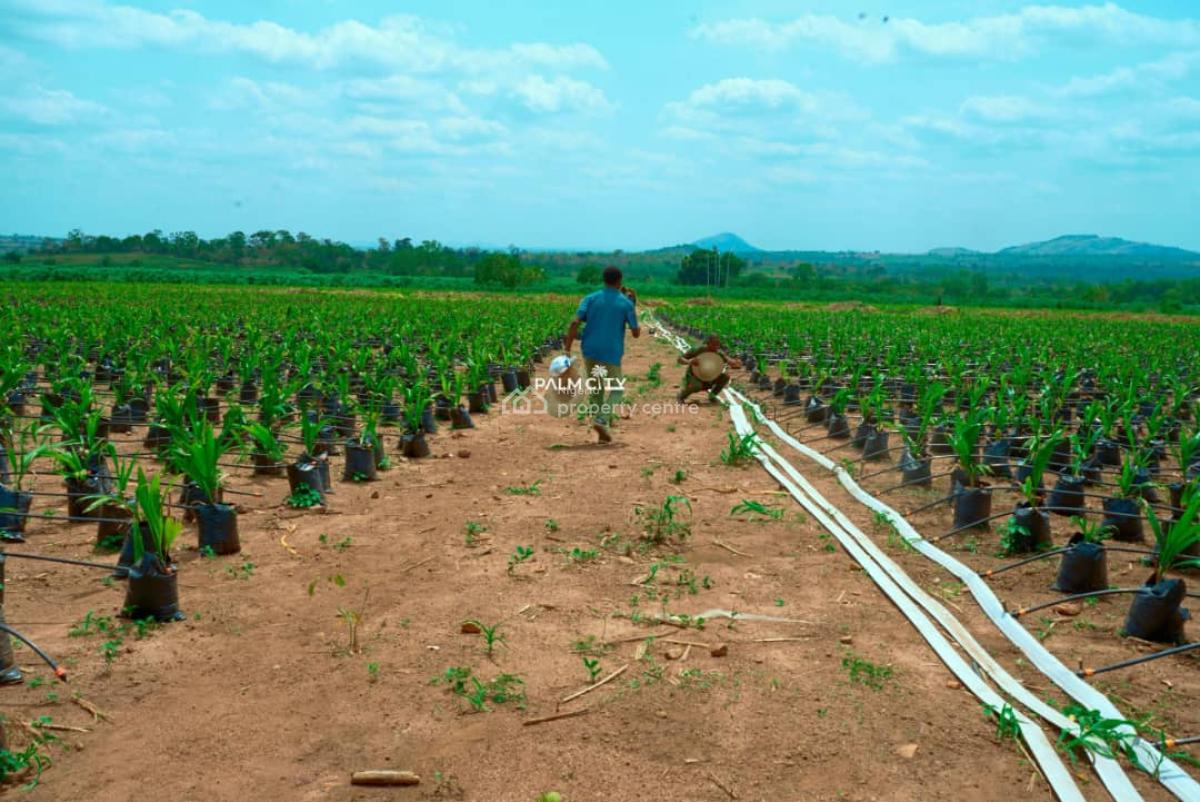 64 Oil Palm Trees with 6 Plots of Land, Ogbomosho, Oyo, Ogbomosho North, Oyo, Industrial Land for Sale