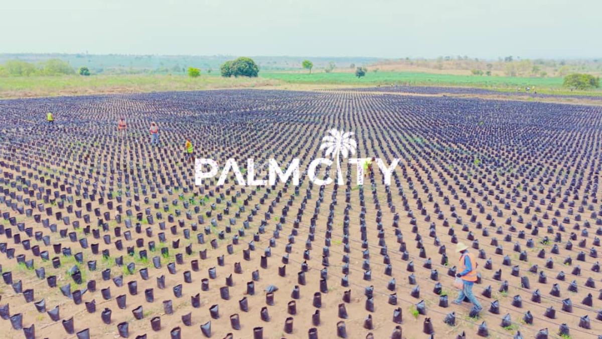 64 Oil Palm Trees with 6 Plots of Land, Ogbomosho, Oyo, Ogbomosho North, Oyo, Industrial Land for Sale