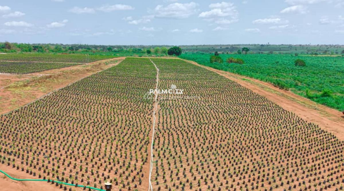 64 Oil Palm Trees with 6 Plots of Land, Ogbomosho, Oyo, Ogbomosho North, Oyo, Industrial Land for Sale