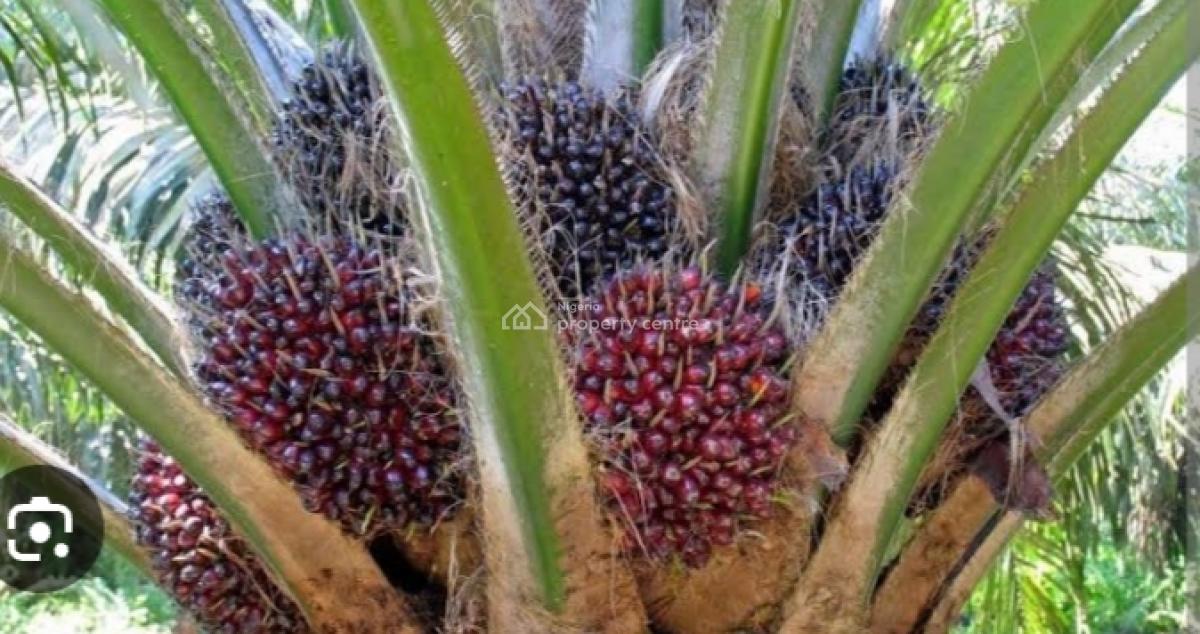 Flourish Oil Palm City Phase 2., Betem, Biase Local Government Area, Cross River State., Biase, Cross River, Commercial Property for Sale