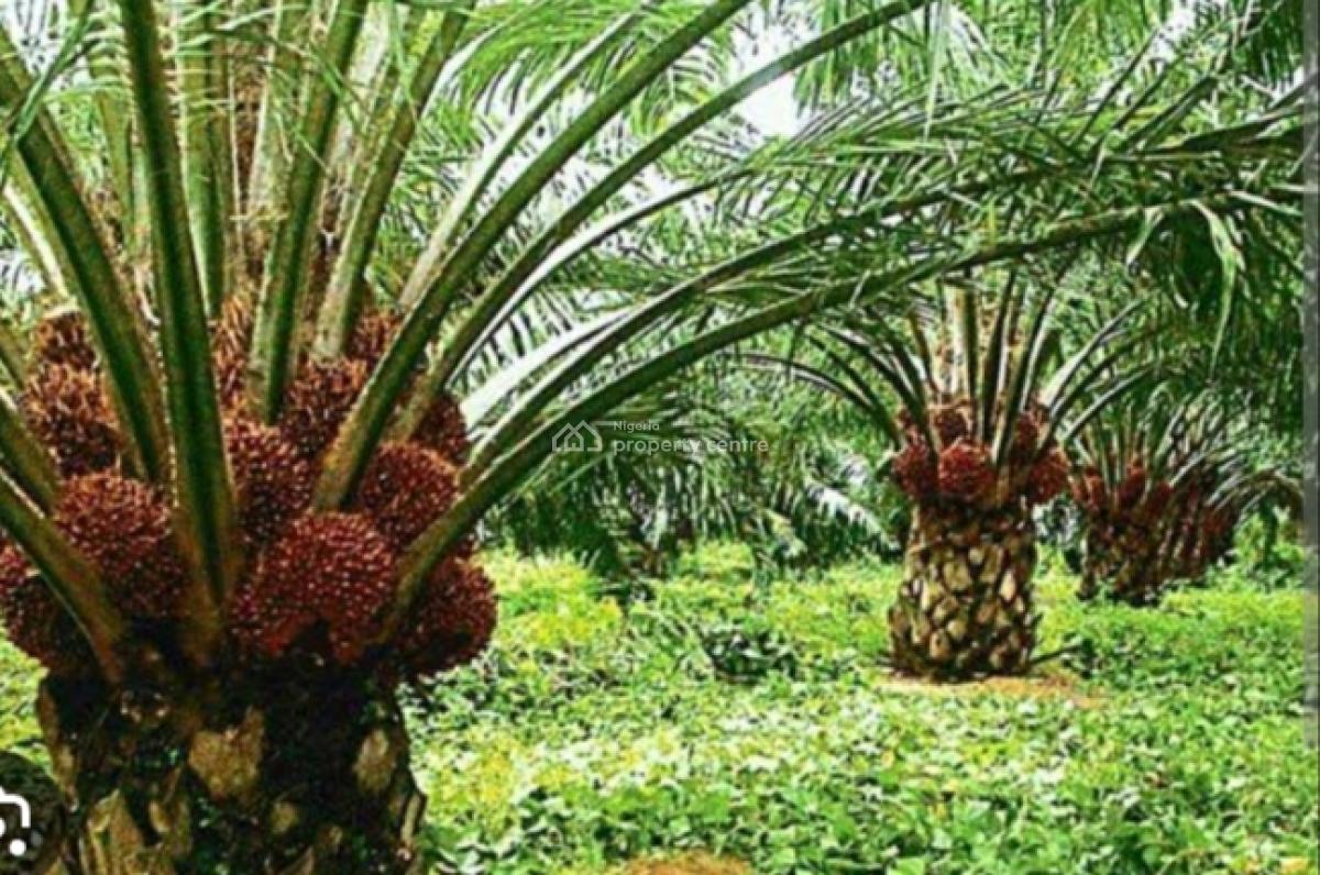 Farm Land, Flourish Oil Palm City Phase 2, Betem, Biase, Cross River, Commercial Property for Sale
