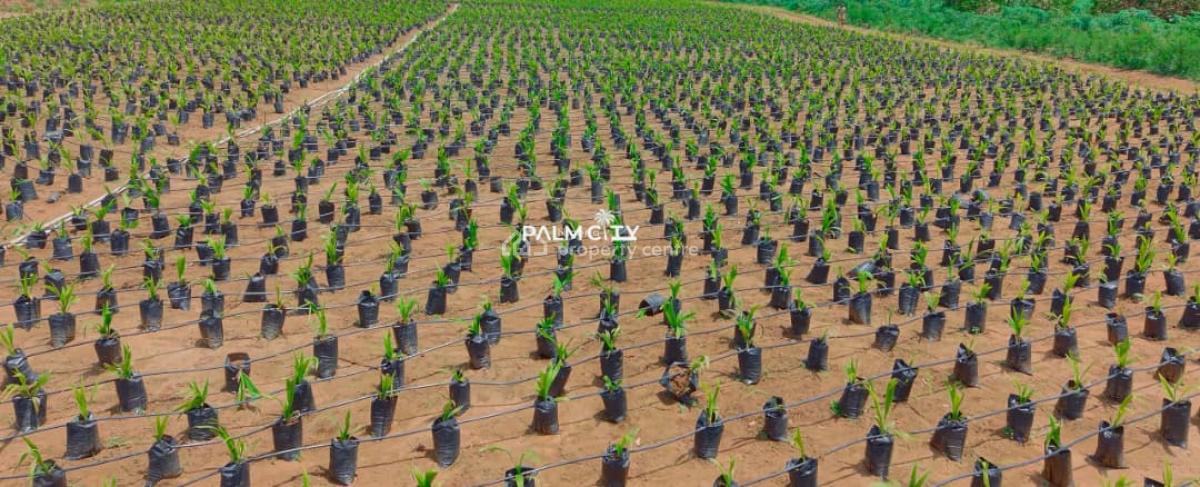 Join Our Palm Tree Investment Where We Farm for You, Ogbomosho North, Oyo, Commercial Property for Sale