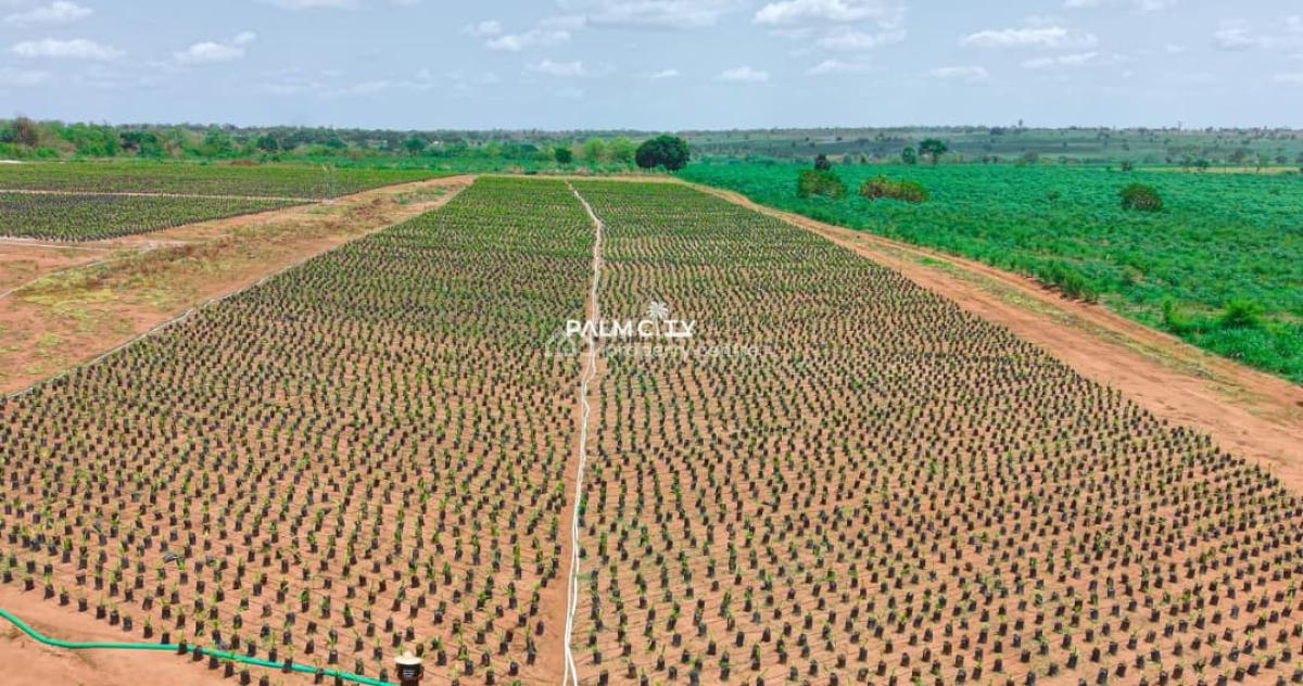 Join Our Palm Tree Investment Where We Farm for You, Ogbomosho North, Oyo, Commercial Property for Sale