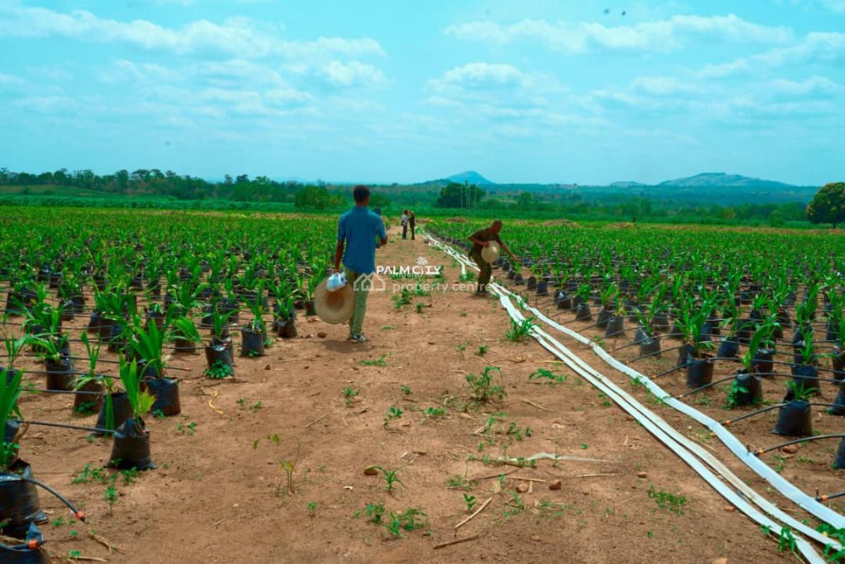 Join Our Palm Tree Investment Where We Farm for You, Ogbomosho North, Oyo, Commercial Property for Sale