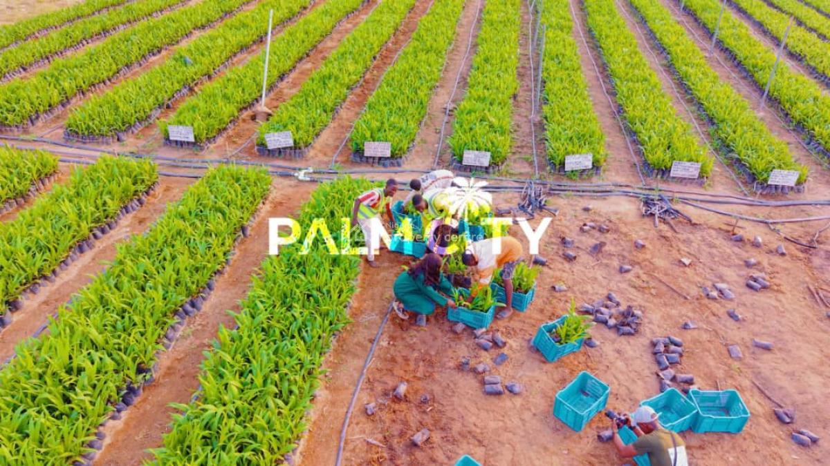 Join Our Palm Tree Investment Where We Farm for You, Ogbomosho North, Oyo, Commercial Property for Sale