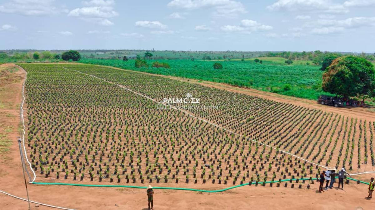 Join Our Palm Tree Investment Where We Farm for You, Ogbomosho North, Oyo, Commercial Property for Sale