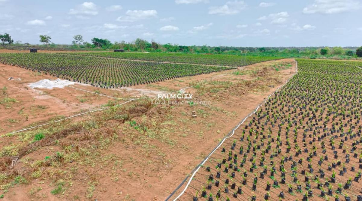 Join Our Palm Tree Investment Where We Farm for You, Ogbomosho North, Oyo, Commercial Property for Sale