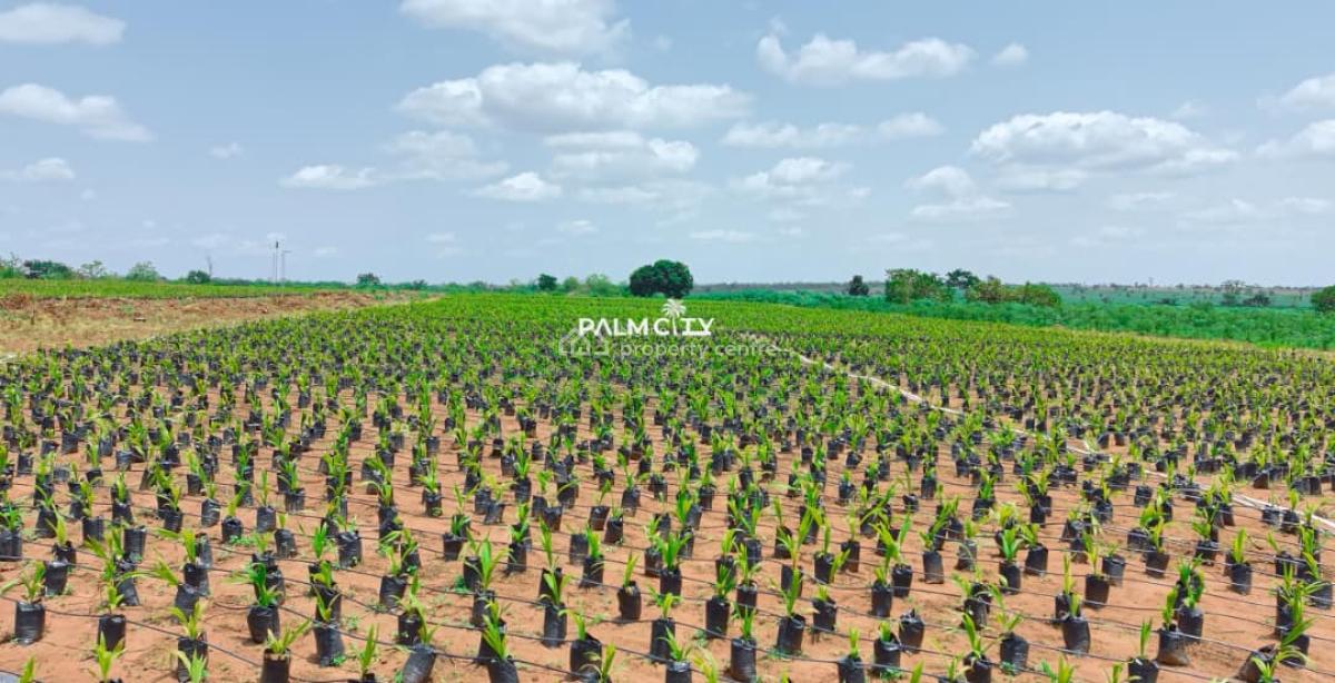 Join Our Palm Tree Investment Where We Farm for You, Ogbomosho North, Oyo, Commercial Property for Sale