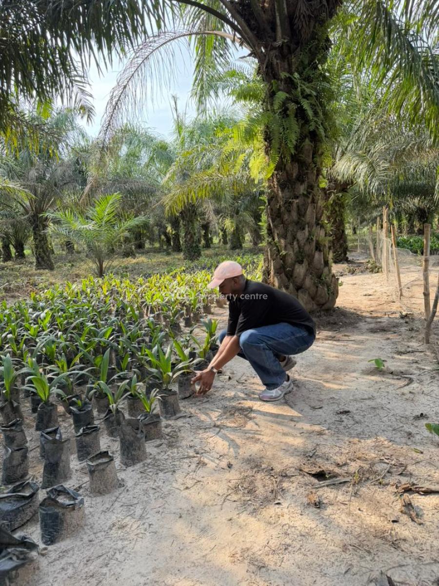 Acre of Palm Oil Investment with Free Documentation, Harvest Groove in Ayepe,odogbolu Lga Immediately After Epe Toll Gate, Km 46, Ogun, Commercial Land for Sale