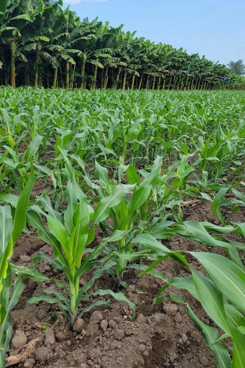 Own Fertile Farmland with Cofo Today,invest in Your Future, Arcview Farm Estate,shagamu Interchange, Obafemi Owode, Ogun, Commercial Land for Sale