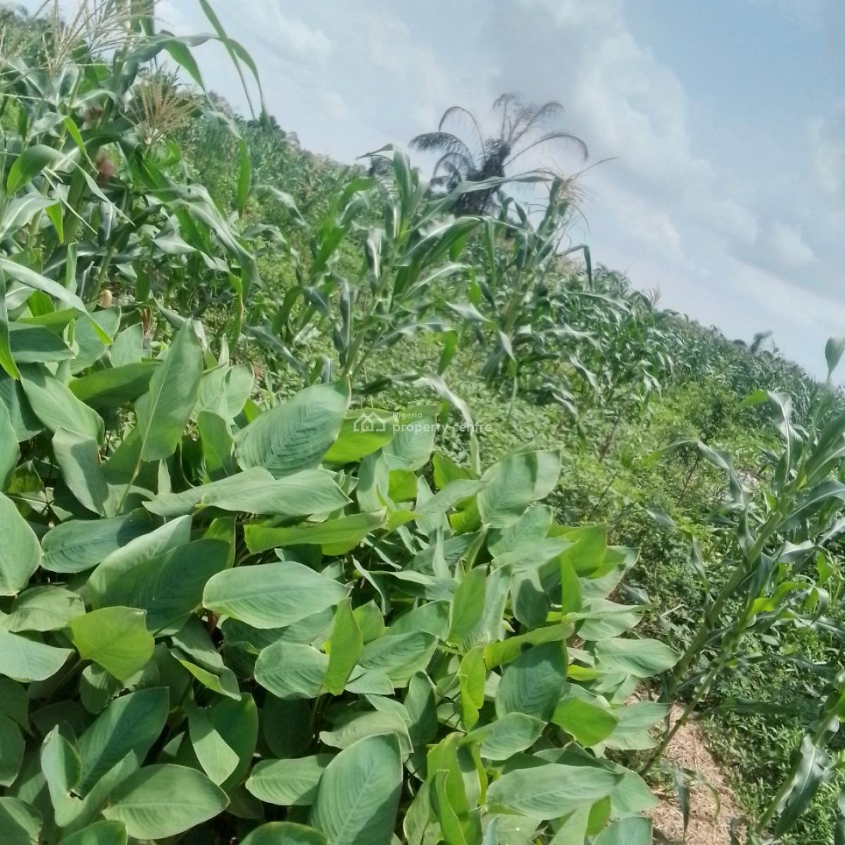 a Virgin Plot of Land, 91 Road, H Link, Festac Ii, Abule-ado, Amuwo Odofin, Lagos, Residential Land for Sale