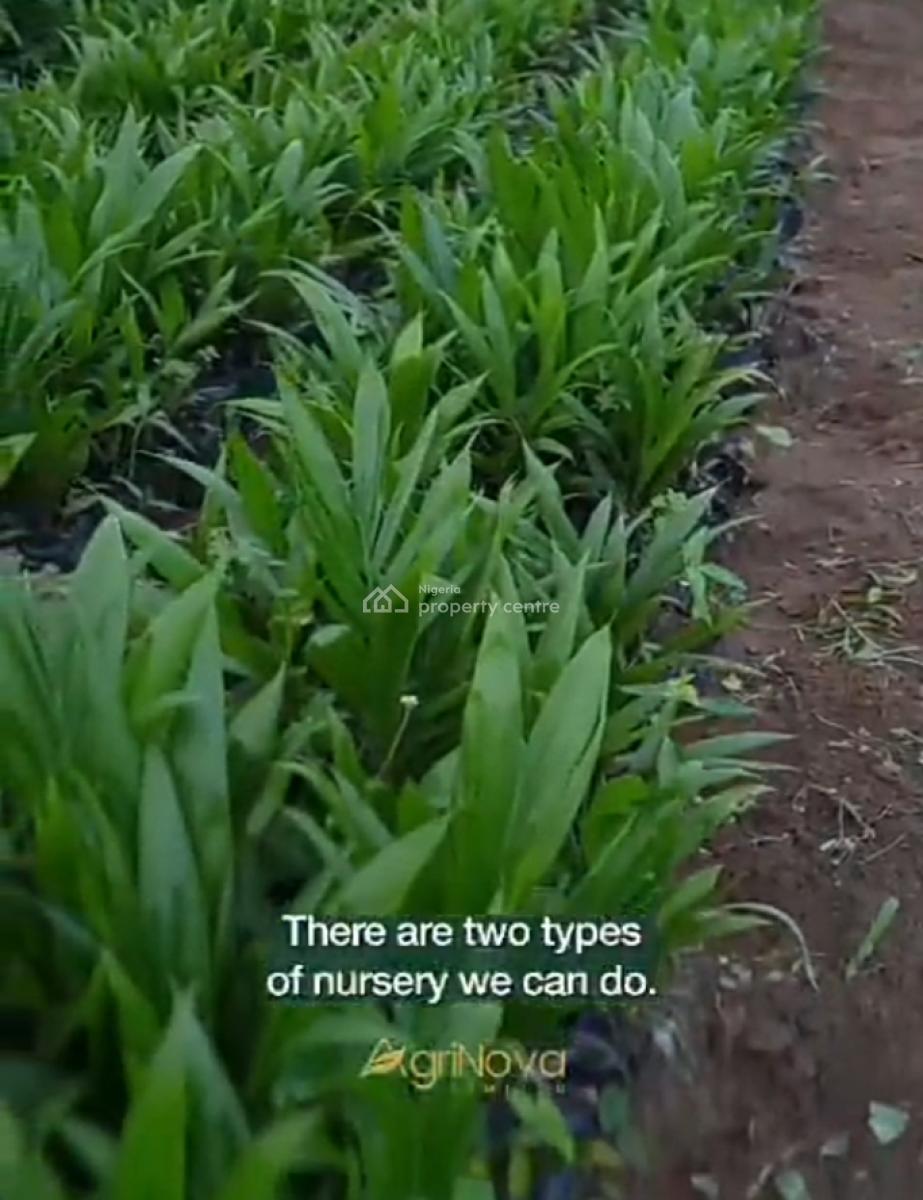 Own The Palm Plantation, Grow The Wealth, Harvest The Future, Agri-nova Palm City, Imala Anigbado, Abeokuta North, Ogun, Commercial Land for Sale
