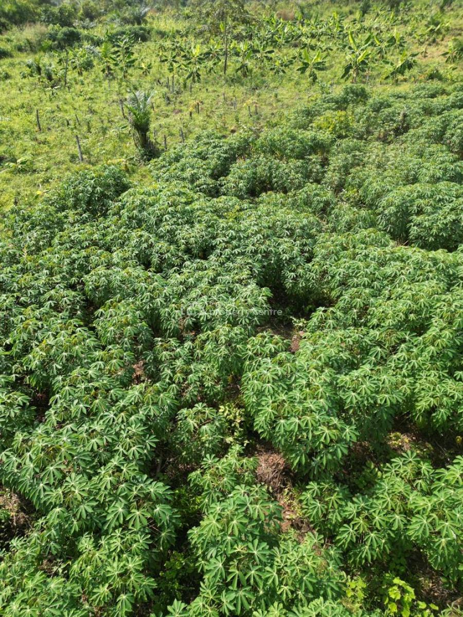 1acre of Plantain Farm: Invest and Earn Millions in Returns Annually, Alabata, Abeokuta North, Ogun, Commercial Land for Sale