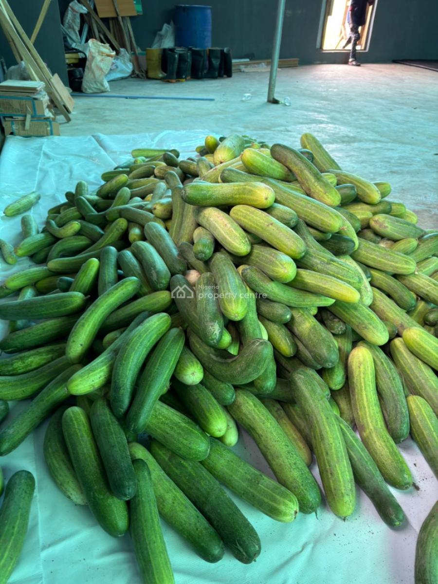 Pepper, Tomatoes and Potatoes Farm Land in Abeokuta, Ayireke Village Via Alabata Odeda Local Government, Abeokuta South, Ogun, Mixed-use Land for Sale