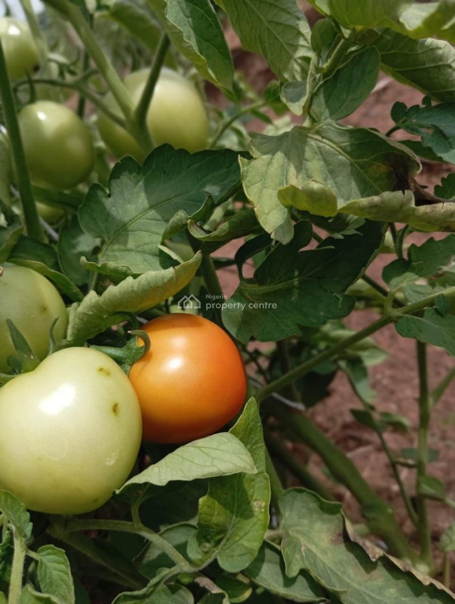 Pepper, Tomatoes and Potatoes Farm Land in Abeokuta, Ayireke Village Via Alabata Odeda Local Government, Abeokuta South, Ogun, Mixed-use Land for Sale