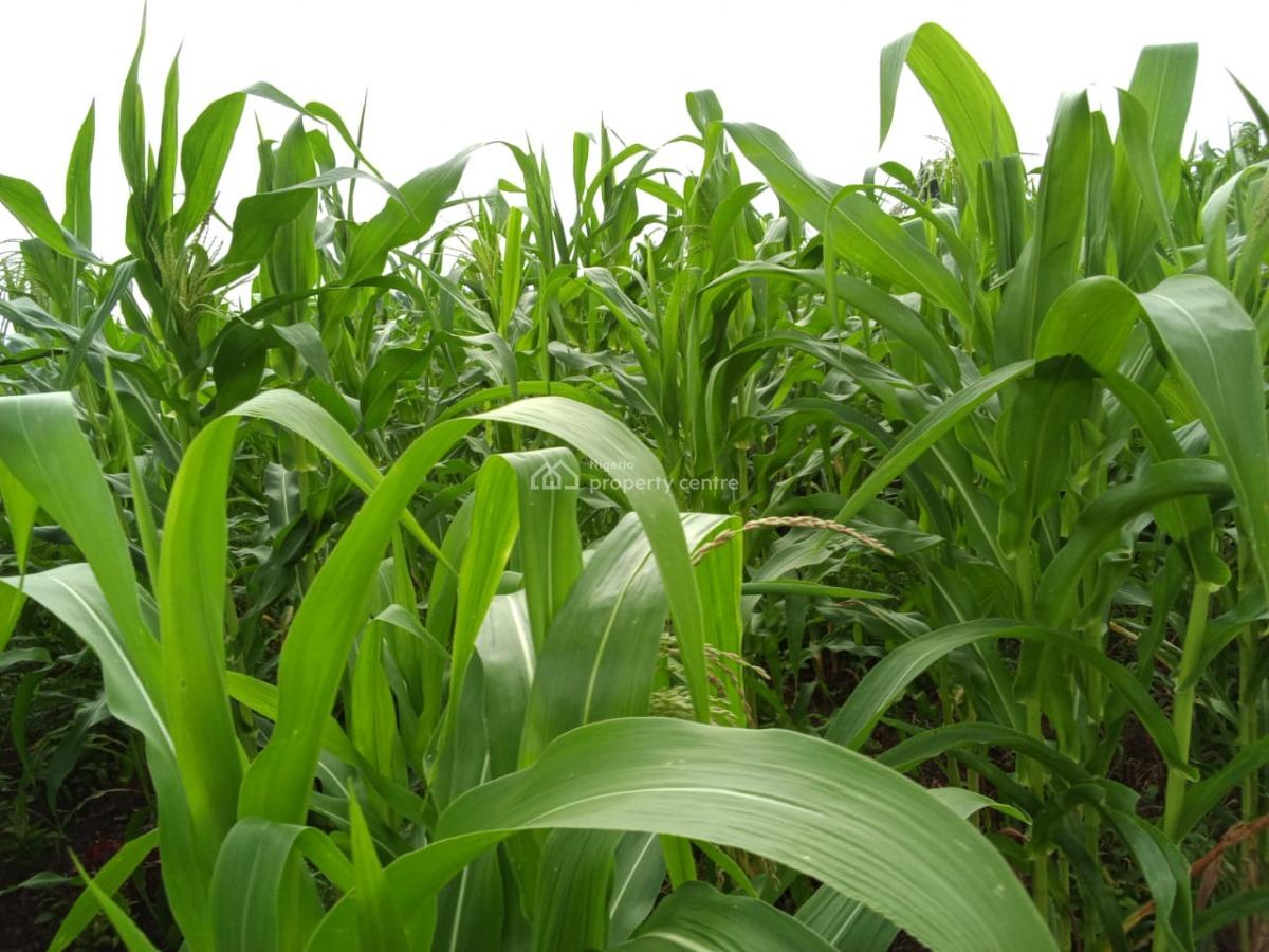 20 Plots of Commercial Land - Facing The Road, Ijupeju - Ire Ekiti Road, Ekiti State, Ado-ekiti, Ekiti, Commercial Land for Sale
