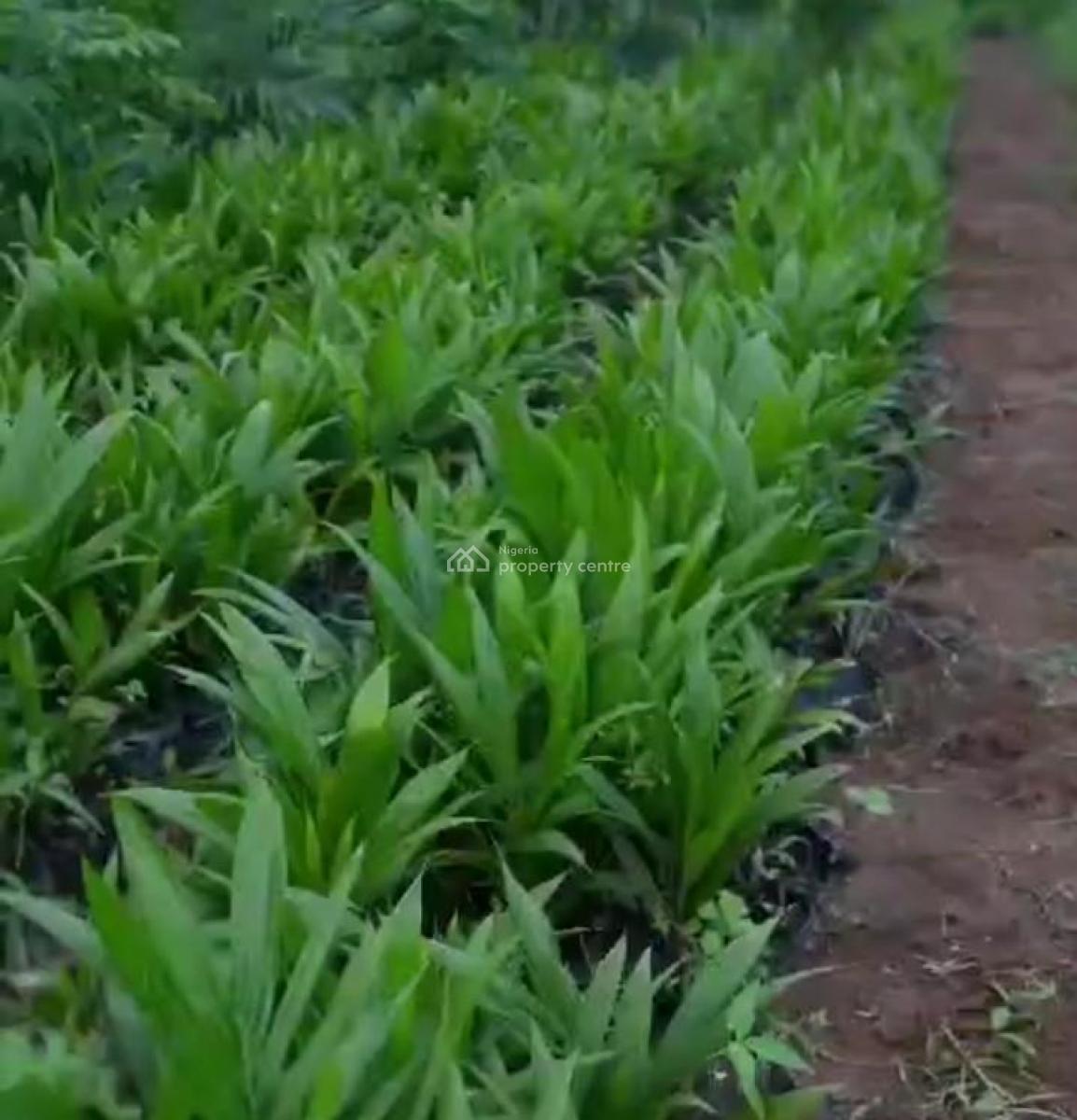 Own The Land. Earn From Palm Tree Produce Yearly, Imala-anigbado, Abeokuta North, Abeokuta North, Ogun, Tank Farm for Sale