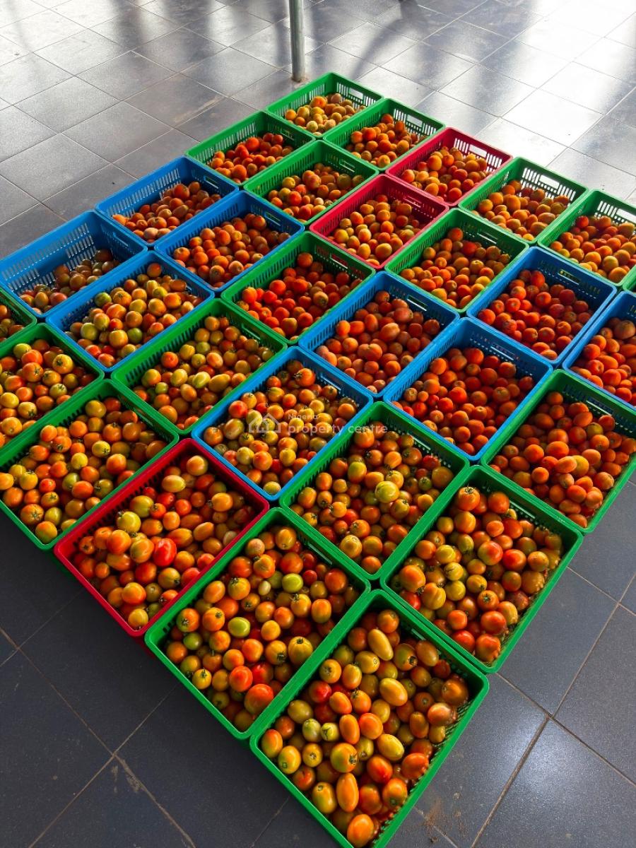 Earn Up to 40m From Tomato Plantation at Paradiso Farms, a Very Powerful Wealth Strategy, Great Return Every 4 Months, Abeokuta South, Ogun, Land for Sale