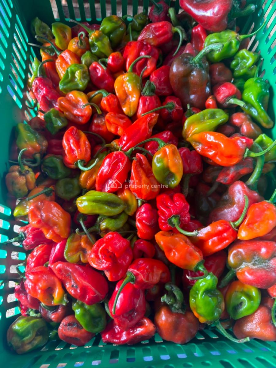 Earn More Than 1.5m From a Plot of Pepper Plantation at Paradiso Farms, Abeokuta North, Ogun, Land for Sale