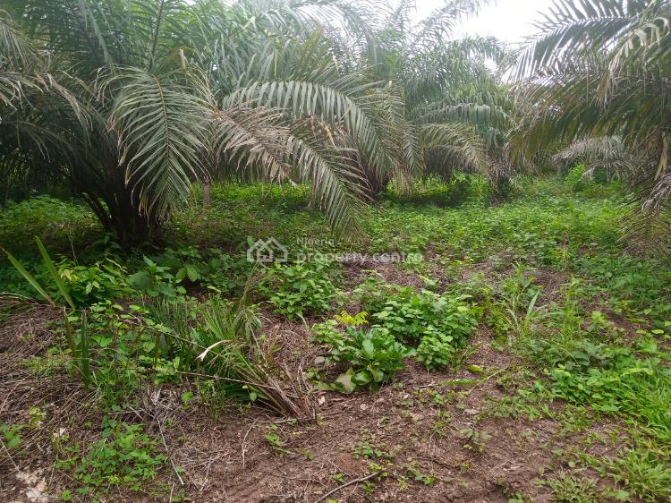 For Sale Ready To Harvest Palm Tree Farm Land, Ilashe Area Of Idiroko, Ipokia, Ogun (Ref 636732)