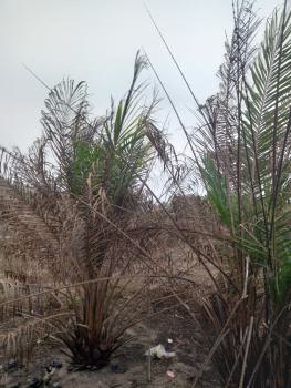 3,394 Square Metres, Opposite Zenith Bank, Adeola Odeku, Victoria Island (vi), Lagos, Mixed-use Land for Sale