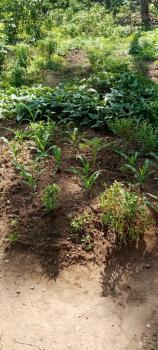 Residential Land, Guzape District, Abuja, Residential Land for Sale