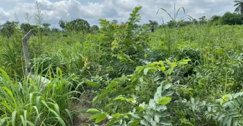 Well Tabled Land, Ebenebe, Amansea, Awka, Anambra, Residential Land for Sale