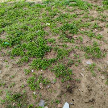 Serviced 800ms Plot with 24hrs Power, Northern Foreshore Chevron Drive, Lekki, Lagos, Residential Land for Sale