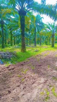 Land with Palm Oil Production for Passive Income + Land Appreciation, Iwo Road, Ibadan, Oyo, Mixed-use Land for Sale