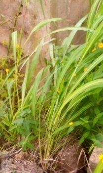 Half Plot of Land, Coal Camp, Enugu, Enugu, Residential Land for Sale