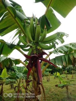 20 Acres Farm Land, Eleyele, Ibadan, Oyo, Mixed-use Land for Sale