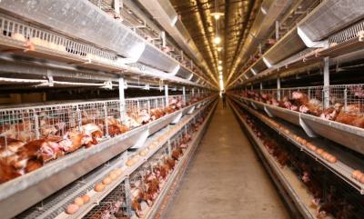 Poultry and Vegetable Farm, Poultry and Vegetable Farm, Ijebu East, Ogun, Commercial Property for Sale