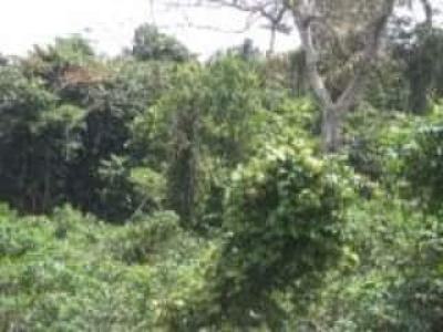2 Million Acres of Farm-land, Oyo-ogbomosho Expressway, Atiba, Oyo, Mixed-use Land for Sale