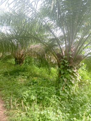 Palm Oil Plantation/ Palm Tree Farm, Ikere, Ekiti, Commercial Land for Sale