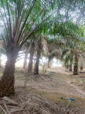 Functional Fenced 130 Acres of Farm Land, Palm Trees Plantation, Obafemi Owode, Ogun, Commercial Land for Sale