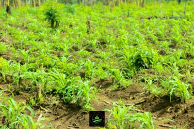The Best and Most Affordable Farm Land, Oloba Erunmu, Ibadan, Oyo, Land for Sale