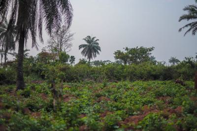 Farmland in Abeokuta, Kobape, Abeokuta North, Ogun, Land for Sale