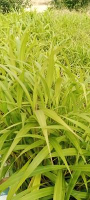 Prime Residential Plot of Land, Behind Coza Church, Guzape District, Abuja, Residential Land for Sale