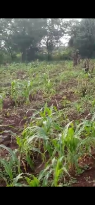 1 Acre of Farm Land, Ewekoro, Ogun, Commercial Land for Sale
