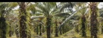 Oil Palm (22 Hectares), Rubber (20 Hectares), After Iguoriakhi, Benin City, Ovia South-west, Edo, Commercial Property for Sale