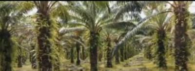 Oil Palm (22 Hectares), Rubber (20 Hectares), After Iguoriakhi, Benin City, Ovia South-west, Edo, Commercial Property for Sale
