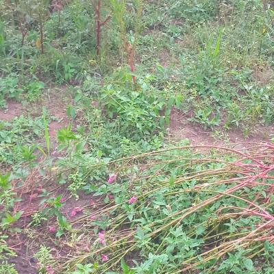 a Prime Land Measuring 800square Meter in Serene Neighbourhood, Kawra Street, Osborne, Ikoyi, Lagos, Residential Land for Sale