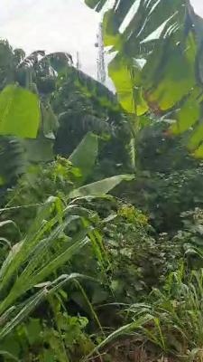 Full Plot of Land Measuring 1000sqm, Oke Afa, Isolo, Lagos, Residential Land for Sale