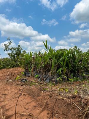 Land for Palmtree Farming, Igan Okoto, Yewa North, Ogun, Commercial Land for Sale