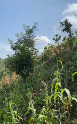 Private Housing Plot, Guzape 2, Guzape District, Abuja, Residential Land for Sale