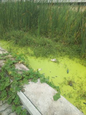 907sqm Land Directly Facing Lekki Epe Expressway, Lekki Epe Expressway, Agungi, Lekki, Lagos, Commercial Land for Sale