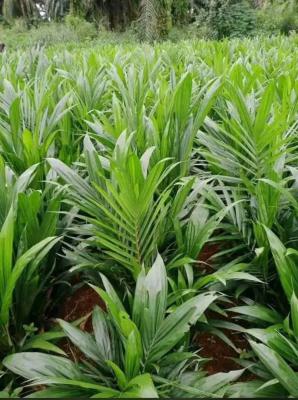 Exceptional and Affordable (c of O) Farm Land for Palm Tree/oil.ogun, Imekoafo Expressway,egbado  North Ogun Stat, Abeokuta North, Ogun, Commercial Land for Sale