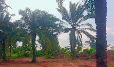 Acres and Hectares of Oil Palm Trees in Ibese, Ewekoro, Ibese, Ewekoro Off Lagos-abeokuta Expressway, Ewekoro, Ogun, Land for Sale